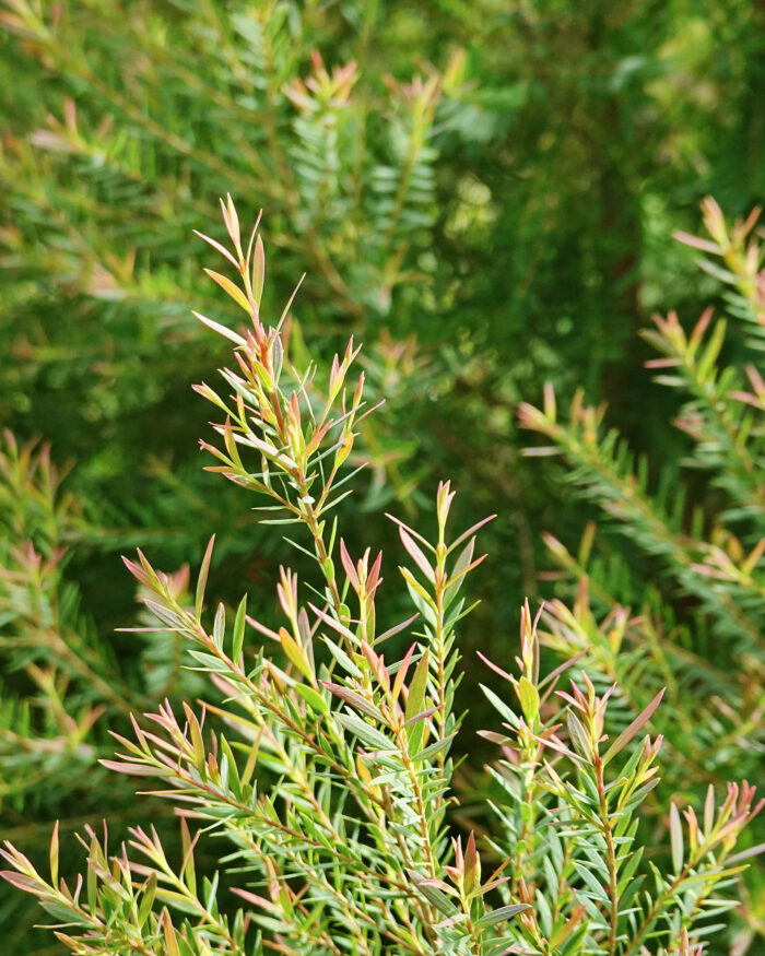 Tea Tree Farming - Mayfield Family Farm